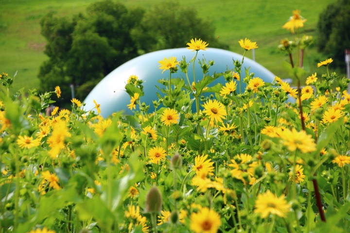AD Feedstocks Beyond Maize: Rethinking the Crop Mix for Anaerobic Digestion