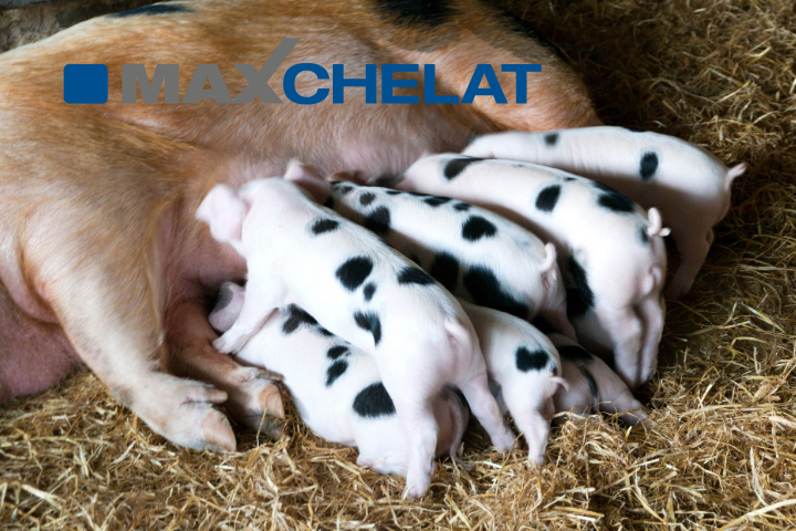 Maxchelat for Pigs