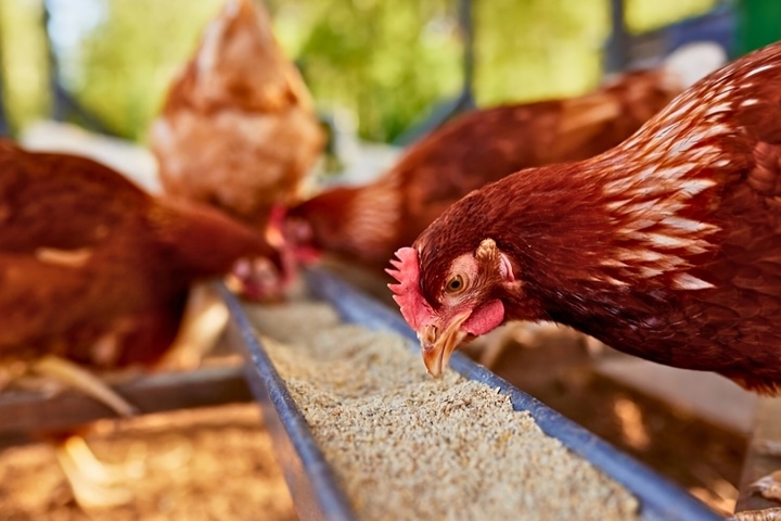 Poultry Nutrition