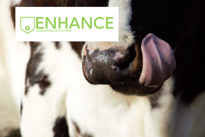 Realistic Agri | Ruminant Nutrition