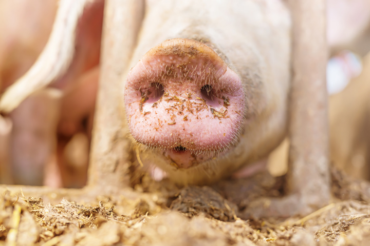 Pig Nutrition