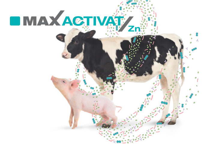 MAXACTIVAT/Zn 