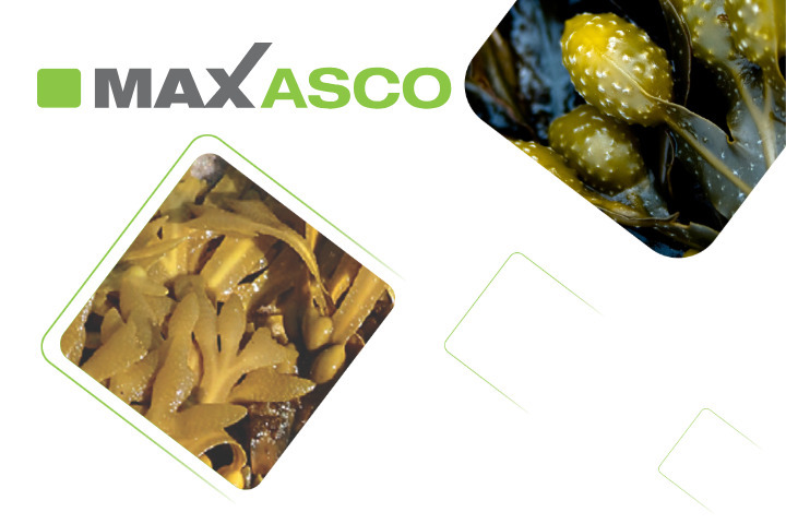 MAXASCO for Pigs