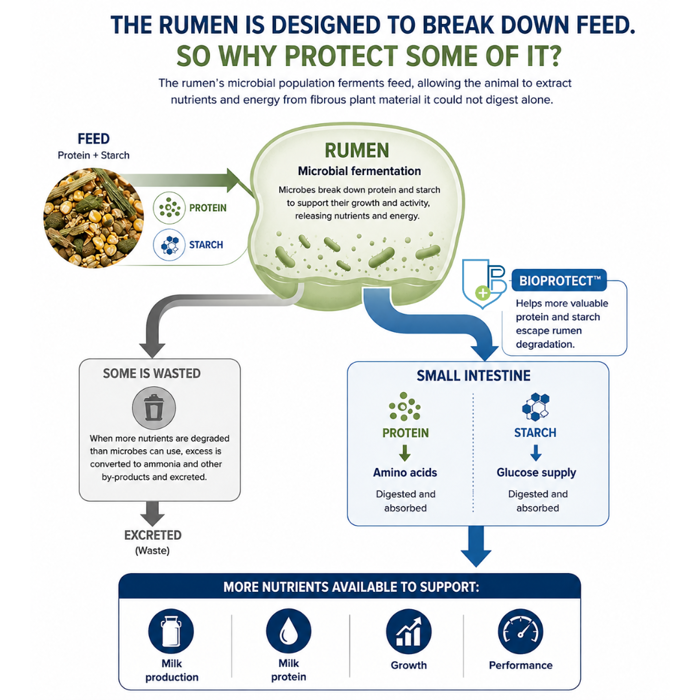 Why protect protein in the rumen - Infographic