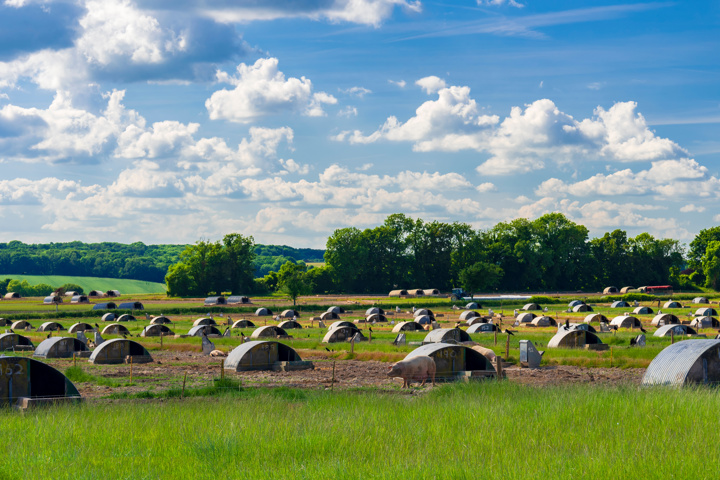 Pig Nutrition