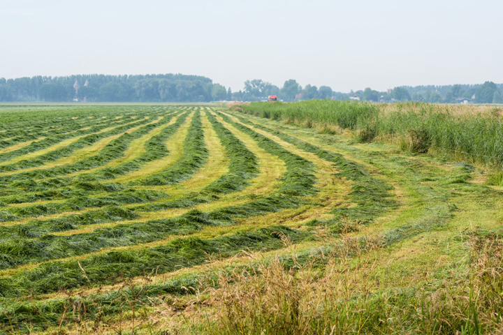 Bonsilage Classic