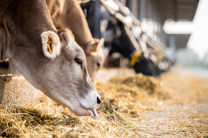 Ruminant Nutrition
