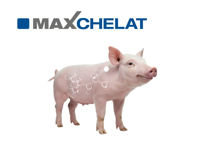 MAXCHELAT for Pigs