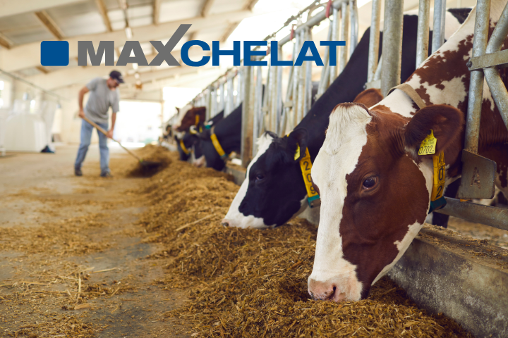 Maxchelat