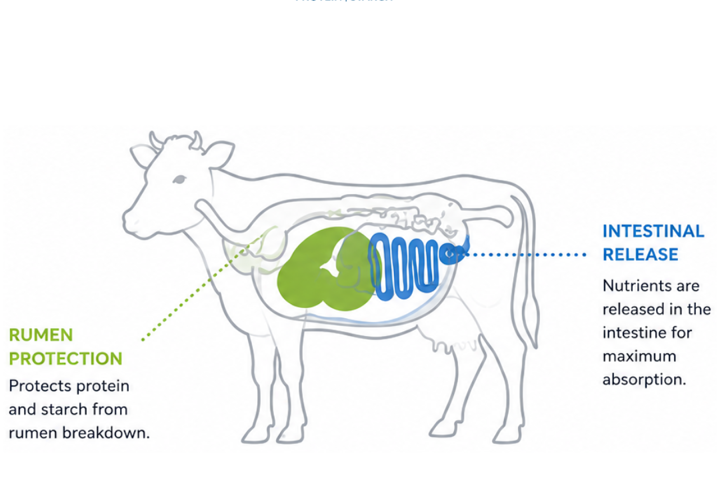 Rumen Protein Protection: Improving Dietary Protein Utilisation